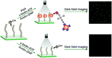 Graphical abstract: Ultrasensitive amplification-free detection of protein kinase based on catalyzed assembly and enumeration of gold nanoparticles