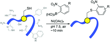 Graphical abstract: Rapid nickel(ii)-promoted cysteine S-arylation with arylboronic acids