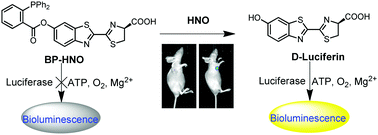 Graphical abstract: Engineering of a bioluminescent probe for imaging nitroxyl in live cells and mice