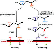 Graphical abstract: Bisulfite-free and base-resolution analysis of 5-methylcytidine and 5-hydroxymethylcytidine in RNA with peroxotungstate