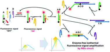 Graphical abstract: Fluorescence amplified sensing platforms enabling miRNA detection by self-circulation of a molecular beacon circuit