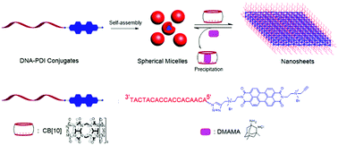 Graphical abstract: Reversible morphological tuning of DNA–perylenebisdiimide assemblies through host–guest interaction