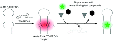 Graphical abstract: Trimethine cyanine dyes as deep-red fluorescent indicators with high selectivity to the internal loop of the bacterial A-site RNA