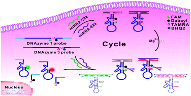 Graphical abstract: Target-assisted self-cleavage DNAzyme probes for multicolor simultaneous imaging of tumor-related microRNAs with signal amplification