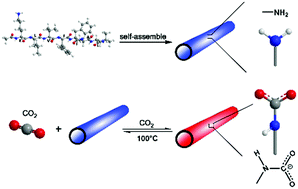 Graphical abstract: Peptide nanotube for carbon dioxide chemisorption with regeneration properties and water compatibility