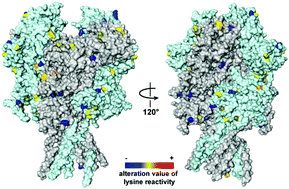 Graphical abstract: Prediction of ligand modulation patterns on membrane receptors via lysine reactivity profiling