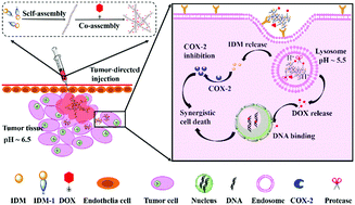 Graphical abstract: Co-assembled supramolecular hydrogels of doxorubicin and indomethacin-derived peptide conjugates for synergistic inhibition of cancer cell growth