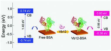 Graphical abstract: Tuning the electron transport band gap of bovine serum albumin by doping with Vb12