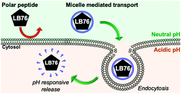 Graphical abstract: Polymer mediated transport of the Hsp90 inhibitor LB76, a polar cyclic peptide, produces an Hsp90 cellular phenotype