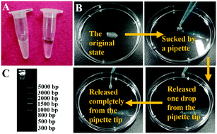 Graphical abstract: A rapidly self-assembling soft-brush DNA hydrogel based on RCA products