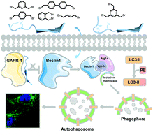 Graphical abstract: Autophagy inducing cyclic peptides constructed by methionine alkylation