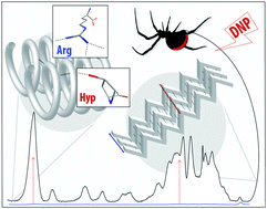 Graphical abstract: DNP NMR spectroscopy reveals new structures, residues and interactions in wild spider silks