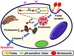 Graphical abstract: Folate-targeted pH-sensitive bortezomib conjugates for cancer treatment