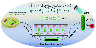 Graphical abstract: A perylene-based membrane intercalating conjugated oligoelectrolyte with efficient photodynamic antimicrobial activity