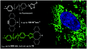 Graphical abstract: Sydnone-based turn-on fluorogenic probes for no-wash protein labeling and in-cell imaging