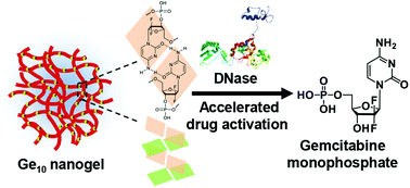 Graphical abstract: Polygemcitabine nanogels with accelerated drug activation for cancer therapy