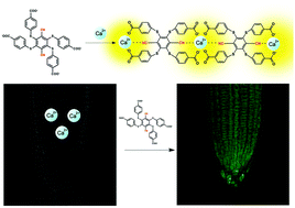 Graphical abstract: An aggregation-induced phosphorescence probe for calcium ion-specific detection and live-cell imaging in Arabidopsis thaliana