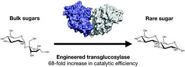 Graphical abstract: Rational design of an improved transglucosylase for production of the rare sugar nigerose