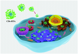 Graphical abstract: Precise ricin A-chain delivery by Golgi-targeting carbon dots