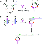 Graphical abstract: Proximity-induced hybridization chain assembly with small-molecule linked DNA for single-step amplified detection of antibodies