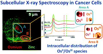 Graphical abstract: Nanofocused synchrotron X-ray absorption studies of the intracellular redox state of an organometallic complex in cancer cells