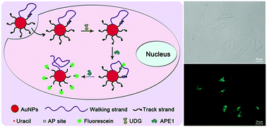 Graphical abstract: A DNA walker powered by endogenous enzymes for imaging uracil-DNA glycosylase activity in living cells