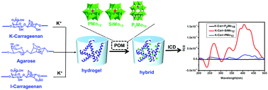 Graphical abstract: Multi-stimuli-responsive induced chirality of polyoxometalates in natural polysaccharide hydrogels