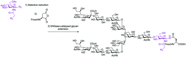 Graphical abstract: Efficient synthesis and enzymatic extension of an N-GlcNAz asparagine building block
