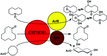 Graphical abstract: Selective biocatalytic hydroxylation of unactivated methylene C–H bonds in cyclic alkyl substrates