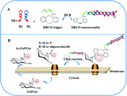 Graphical abstract: Enhanced visualization of cell surface glycans via a hybridization chain reaction