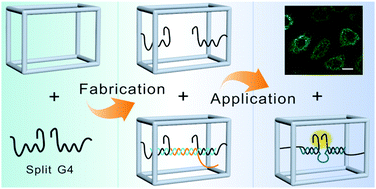 Graphical abstract: Programming a split G-quadruplex in a DNA nanocage and its microRNA imaging in live cells