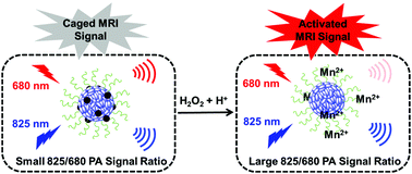 Graphical abstract: Intelligent polymer–MnO2 nanoparticles for dual-activatable photoacoustic and magnetic resonance bimodal imaging in living mice