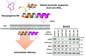 Graphical abstract: Development of 2-aminoisobutyric acid (Aib)-rich cell-penetrating foldamers for efficient siRNA delivery