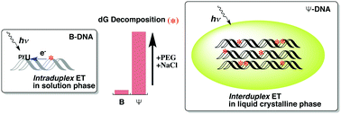 Graphical abstract: Drastic promotion of guanine oxidation via electron transfer in Ψ-type DNA