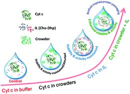 Graphical abstract: Designing biological fluid inspired molecularly crowded ionic liquid media as a sustainable packaging platform for cytochrome c