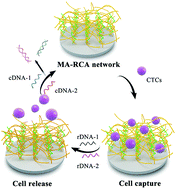 Graphical abstract: DNA-mediated reversible capture and release of circulating tumor cells with a multivalent dual-specific aptamer coating network