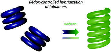 Graphical abstract: Redox-controlled hybridization of helical foldamers