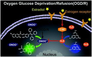 Graphical abstract: Visualizing peroxynitrite fluxes in myocardial cells using a new fluorescent probe reveals the protective effect of estrogen