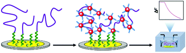 Graphical abstract: Quartz crystal microbalance for telomerase sensing based on gold nanoparticle induced signal amplification