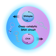Graphical abstract: A DNAzyme-powered cross-catalytic circuit for amplified intracellular imaging