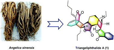 Graphical abstract: Triangeliphthalides A–D: bioactive phthalide trimers with new skeletons from Angelica sinensis and their production mechanism