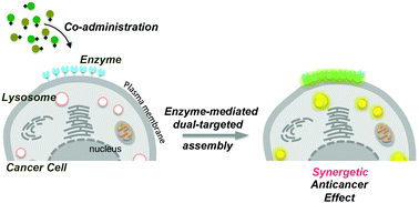 Graphical abstract: Enzyme-mediated dual-targeted-assembly realizes a synergistic anticancer effect