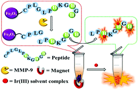 Graphical abstract: Monitoring matrix metalloproteases based on the selective interaction between an Ir(iii) solvent complex and a histidine-rich polypeptide