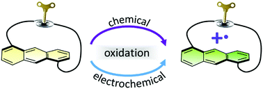 Graphical abstract: Radical cations of twisted acenes: chiroptical properties and spin delocalization