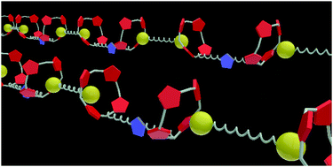 Graphical abstract: Supramolecular calix[4]pyrrole polymers from a complementary pair of homoditopic host–guest molecules