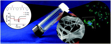 Graphical abstract: Robust scalable synthesis of a bis-urea derivative forming thixotropic and cytocompatible supramolecular hydrogels