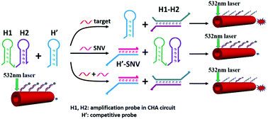 Graphical abstract: Sensitive discrimination of single nucleotide variants using a PDA microtube waveguide platform with heterogeneous CHA amplification and competitive inhibition strategy