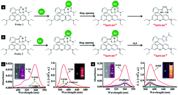 Graphical abstract: A rhodamine-based highly specific fluorescent probe for the in situ and in vivo imaging of the biological signalling molecule salicylic acid