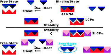 Graphical abstract: Stem–loop clutch probes for sequence-specific dsDNA analysis with improved single-mismatch selectivity