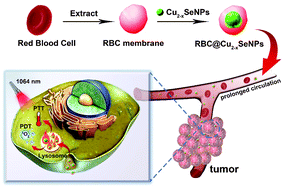 Graphical abstract: Fabrication of red blood cell membrane-camouflaged Cu2−xSe nanoparticles for phototherapy in the second near-infrared window